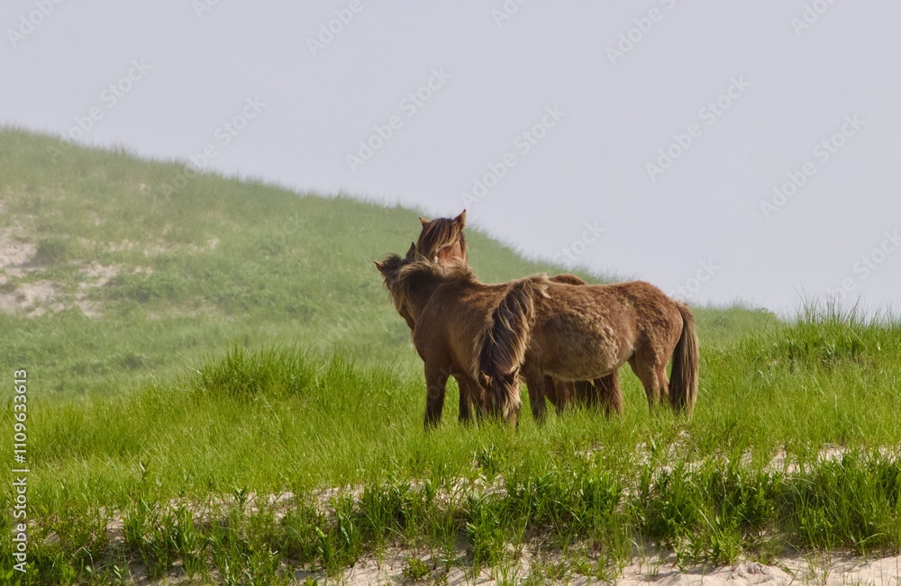 Fototapeta premium Scenic view of wild horses