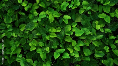Fresh Green Clover Leaves in a Spring Garden Close-Up
