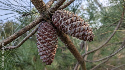 Close-up of pine cones hanging from a branch, showcasing their woody texture and warm tones. The blurred green needles in the background create a natural and harmonious setting
