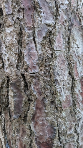 Close-up of tree bark with textured surface and natural patterns, highlighting the rugged details and lichen growth. Perfect for themes of nature and forestry