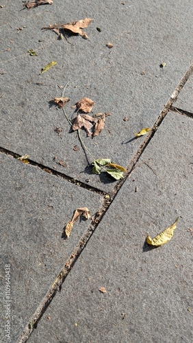 Close-up of a concrete sidewalk with scattered dry leaves, capturing the textures of urban life and the subtle signs of autumn in a minimalistic outdoor scene.