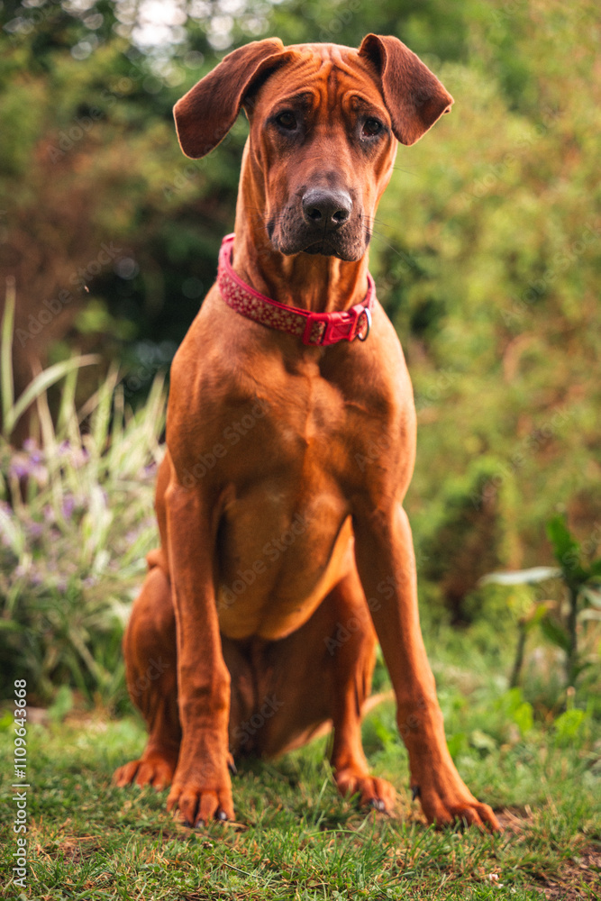 young female rhodesian ridgeback dog sitting in a garden young female rhodesian ridgeback dog sitting in a garden