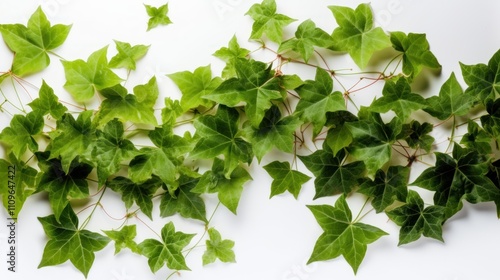 Vibrant Green Ivy Vine on White Background: A Botanical Study