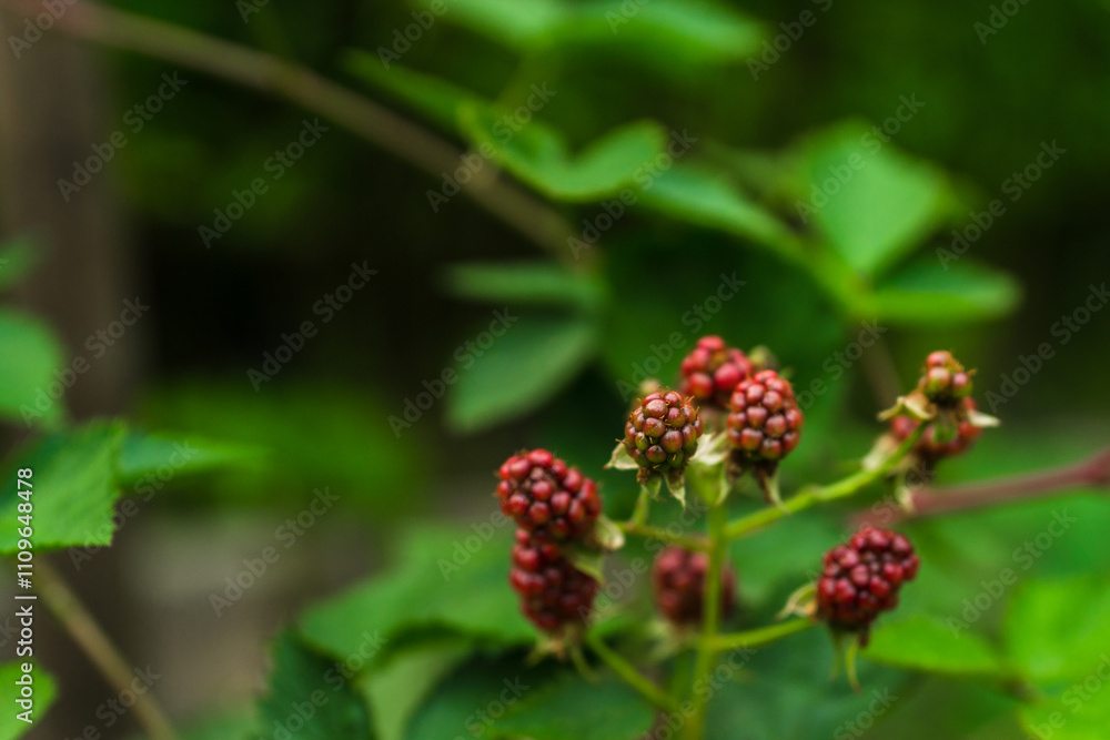 Unripe red blackberry growing in the garden. Selective focus. Unripe red blackberry growing in the garden. Selective focus.