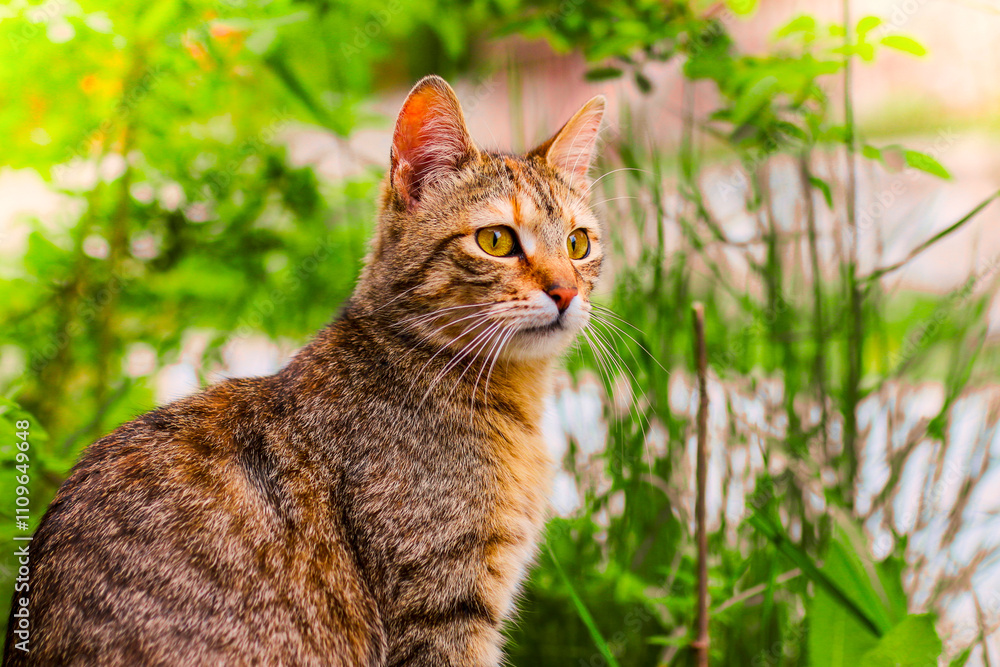 A stunning tabby cat with vibrant yellow eyes, sitting gracefully among lush green plants. Capturing the serene and curious nature of this beautiful feline in its natural habitat. A stunning tabby cat with vibrant yellow eyes, sitting gracefully among lush green plants. Capturing the serene and curious nature of this beautiful feline in its natural habitat.