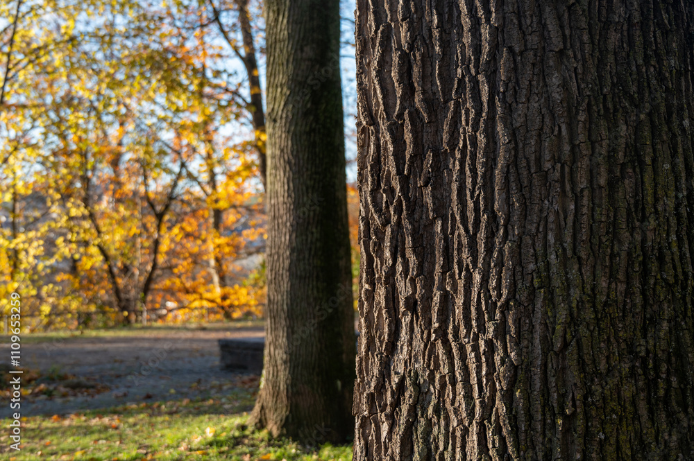 Obraz premium Nahaufnahme einer borkigen Rinde eines Baumstamms