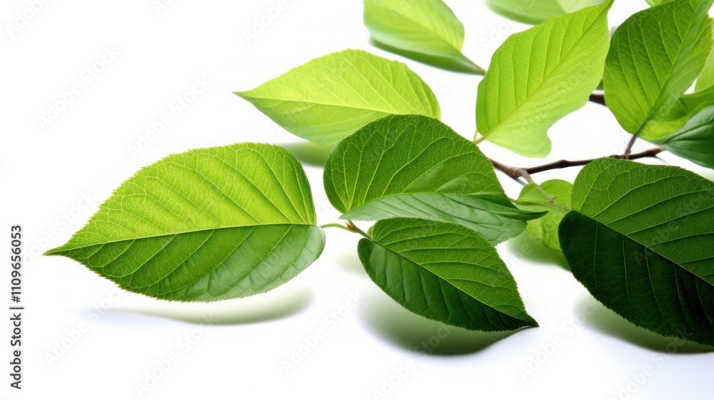 Vibrant Green Leaves on a White Background: A Botanical Close-Up Vibrant Green Leaves on a White Background: A Botanical Close-Up