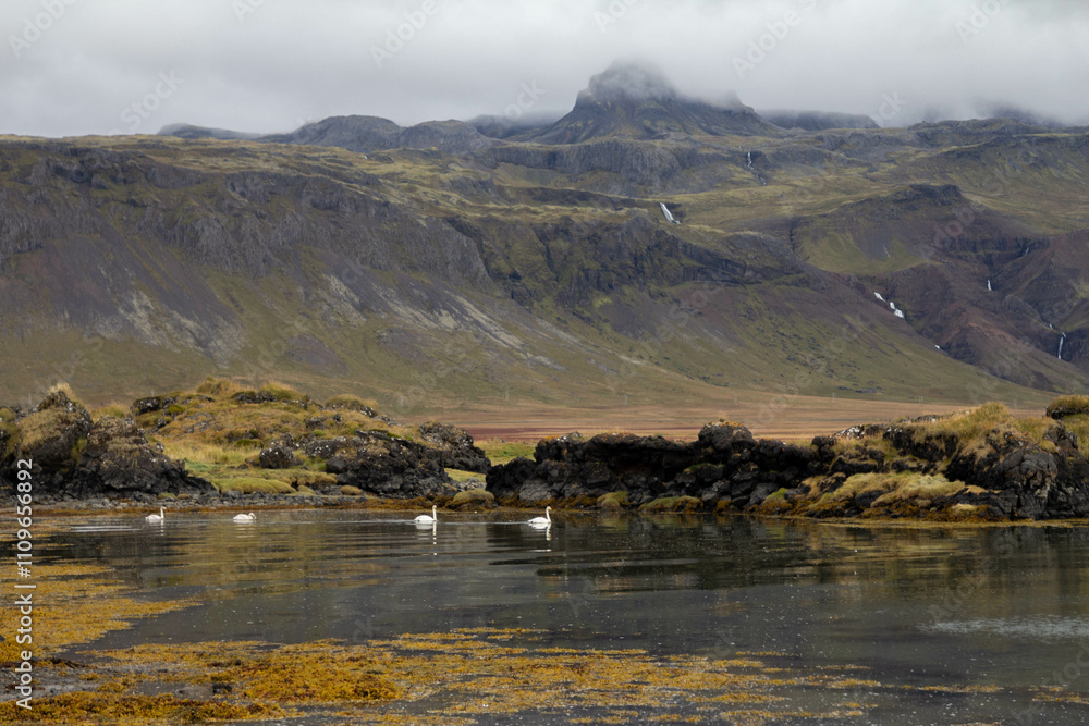 Fototapeta premium Elegant swans glide on a river with a stunning mountain backdrop in Iceland