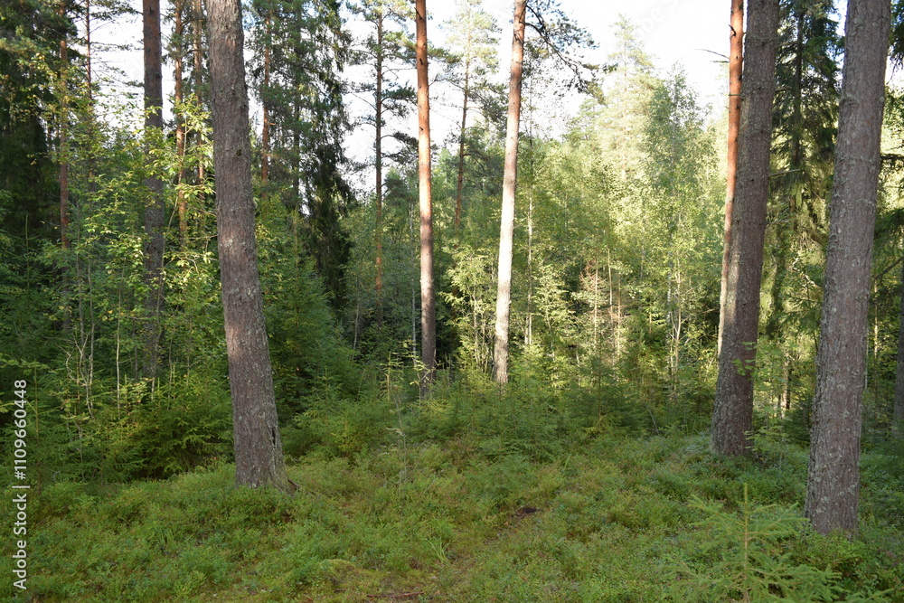 Obraz premium Nuuksio National Park