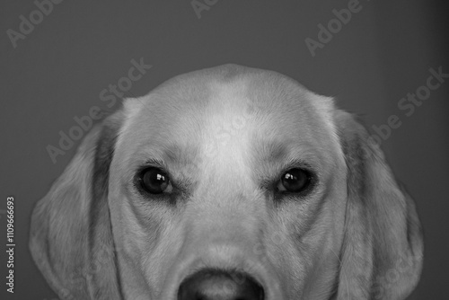 White and tan dog looking at the camera from the snout up.