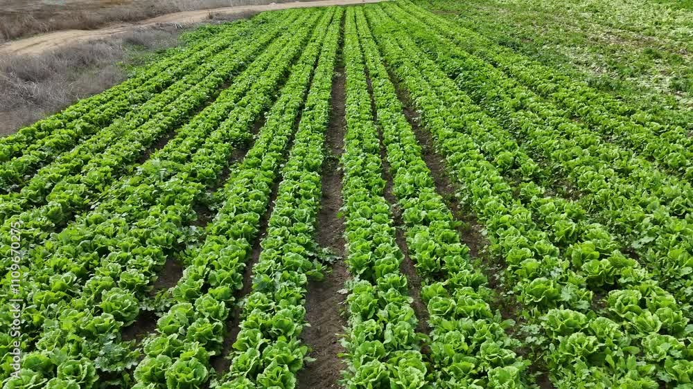 Aerial drone view of a lettuce field, showcasing neatly arranged rows of vibrant green crops. The perspective highlights the precision of agricultural planning and the lush, thriving produce, reflecti Aerial drone view of a lettuce field, showcasing neatly arranged rows of vibrant green crops. The perspective highlights the precision of agricultural planning and the lush, thriving produce, reflecti