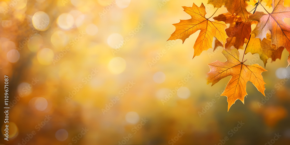 Golden Autumn Maple Leaves Against Sunlit Background Golden Autumn Maple Leaves Against Sunlit Background