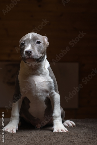 Portrait of a beautiful young purebred Staffordshire Terrier puppy in the studio.