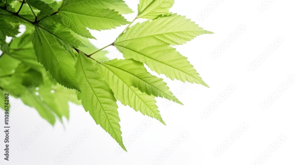 Fresh Green Leaves Against White Background: A Close-Up of Nature's Serenity Fresh Green Leaves Against White Background: A Close-Up of Nature's Serenity