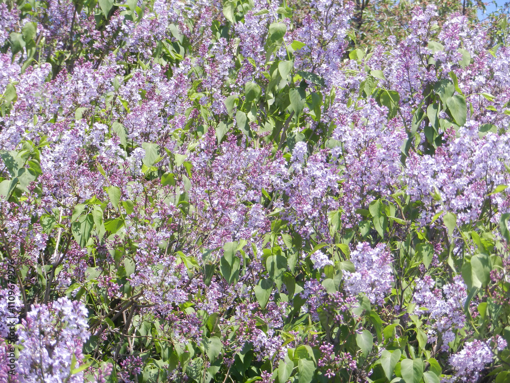 Obraz premium Lilac. A large lilac bush photographed close-up