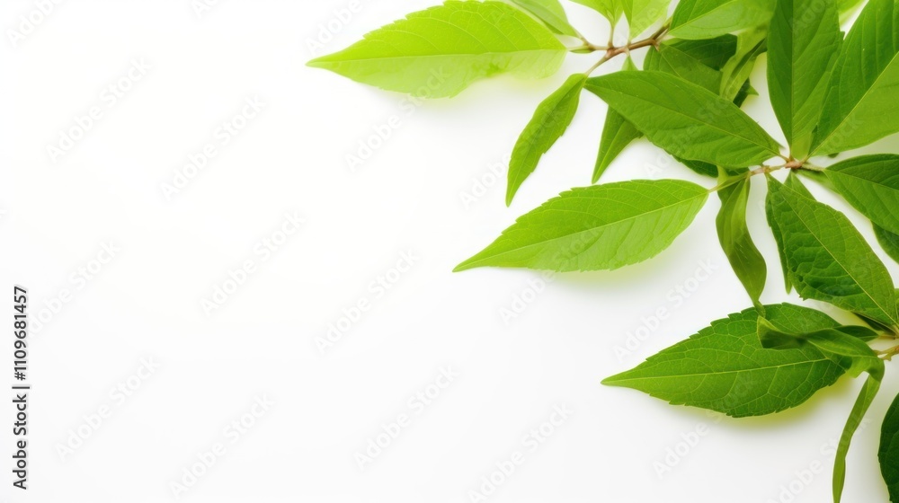Vibrant Green Leaves on White Background: Nature's Freshness Vibrant Green Leaves on White Background: Nature's Freshness