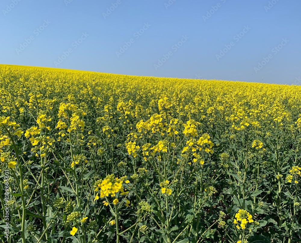 Perfect canola field with a bright blue sky Perfect canola field with a bright blue sky