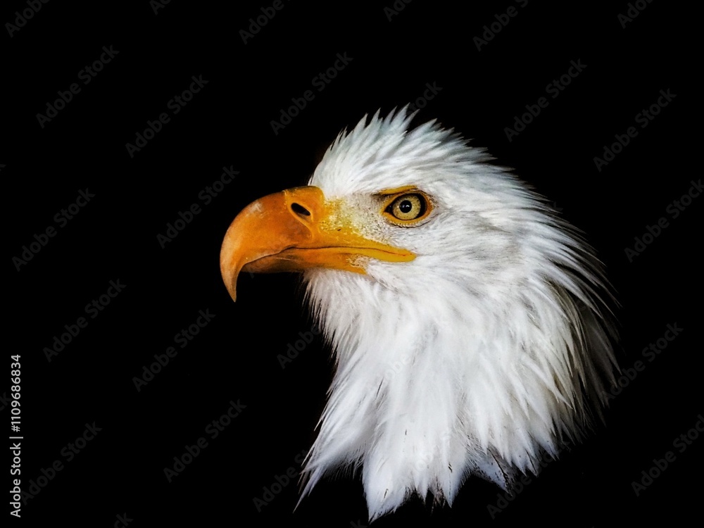 Bald Eagle Portrait on Black Background Bald Eagle Portrait on Black Background