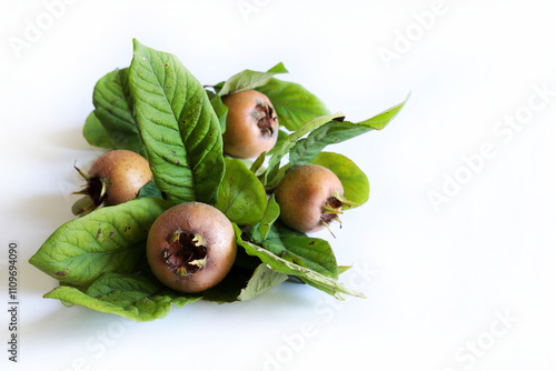 Ramo con nespole e nespole isolate su sfondo bianco. Frutti autunnali sani. Mespilus germanica. photo