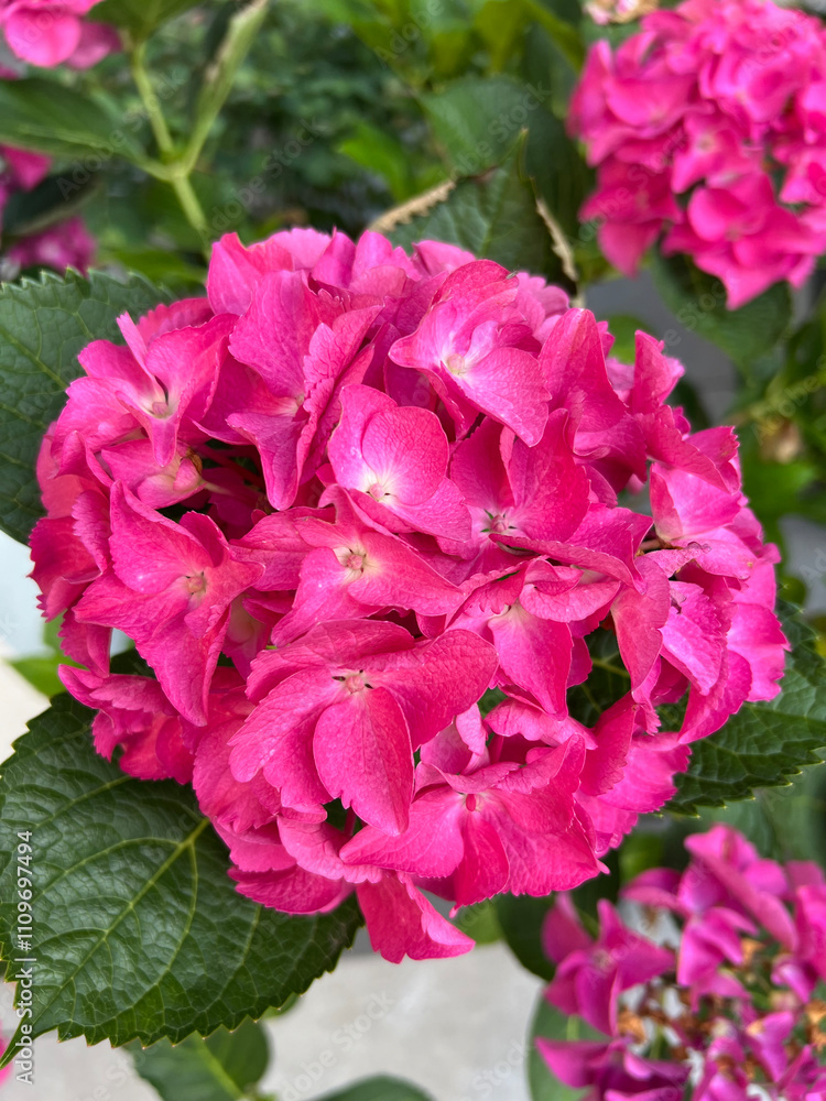 Close up of a bright pink hydrangea with green leaves Close up of a bright pink hydrangea with green leaves