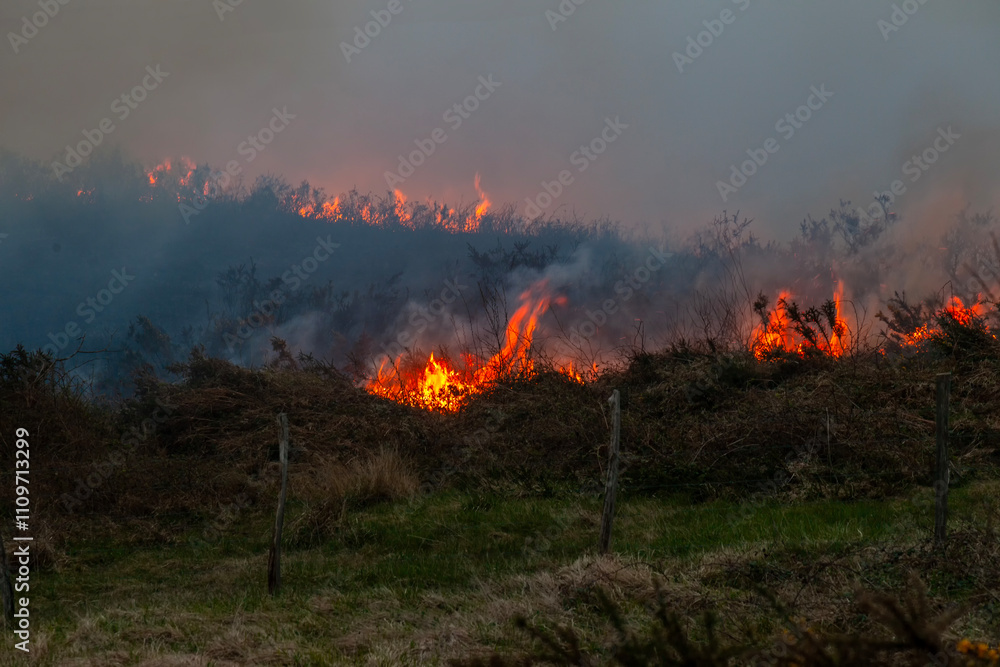 Fototapeta premium fire in the forest