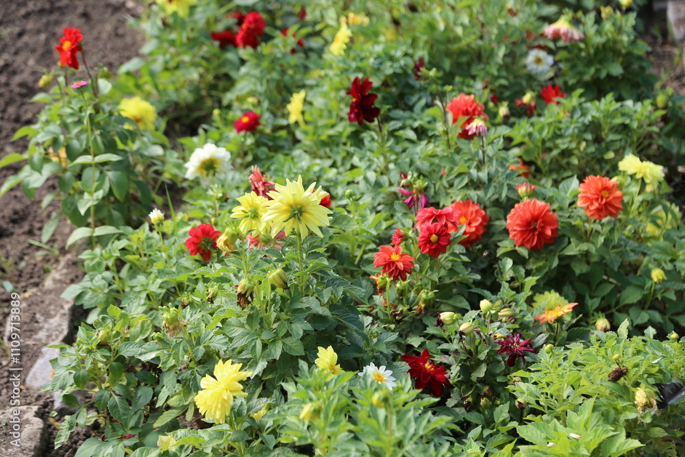 beautiful yellow and red flowers in the garden, botanical view, plant, flora summer autumn nature beautiful yellow and red flowers in the garden, botanical view, plant, flora summer autumn nature