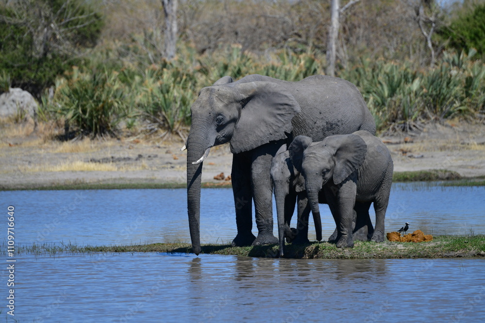 Fototapeta premium Elephants