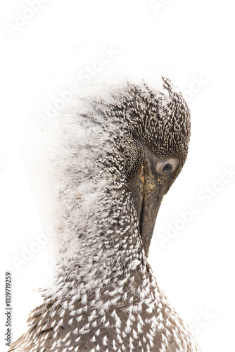 Portrait of a juvenile gunnet. You can see the lowered head, the beak is pressed against the neck.