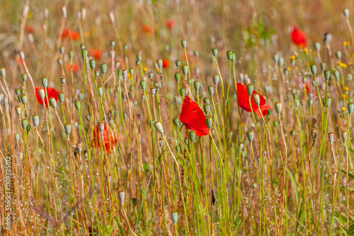 A vibrant field of red poppies swaying in the wind, with a solitary bumblebee visiting one of the flowers photo