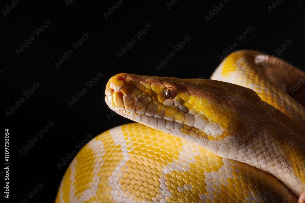 Close-up of a yellow python against a black background showing its brightly colored scales, Tree Snake Close-up of a yellow python against a black background showing its brightly colored scales, Tree Snake