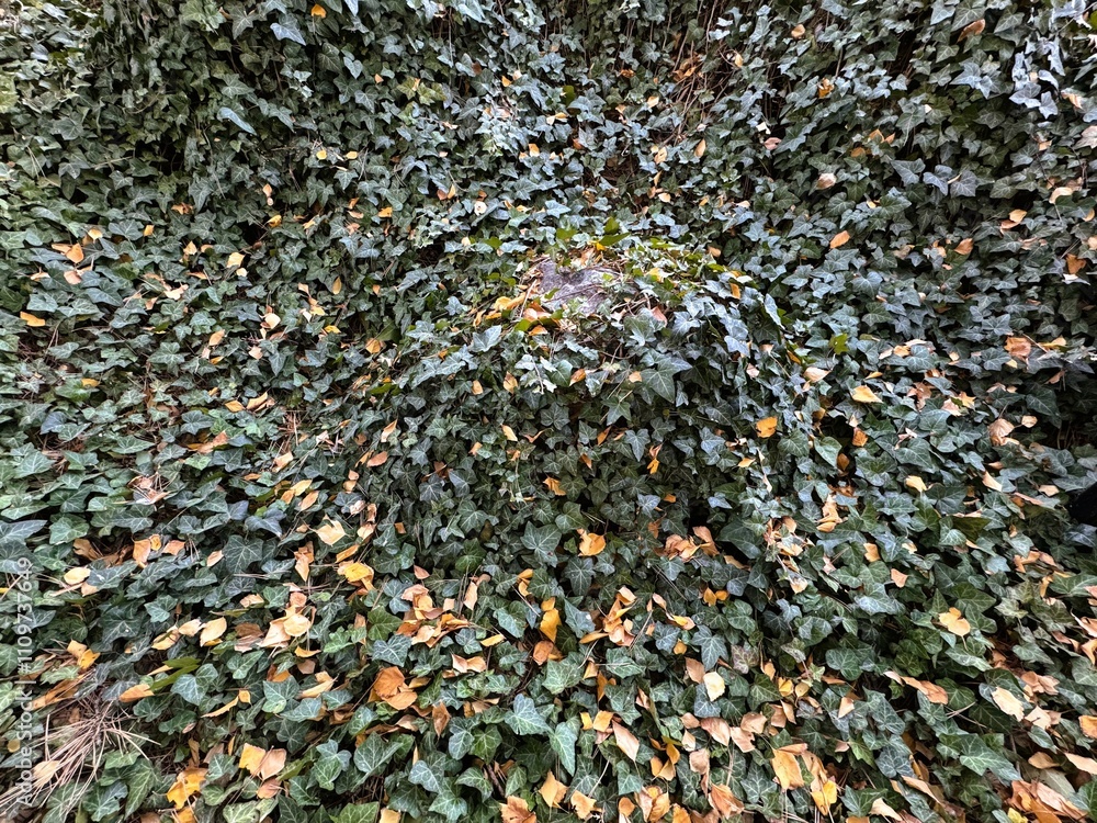 Deeply textured forest ivy autumn full frame background. Beautiful Hedera Helix leaves and autumn yellow leaves covering rocks in the forest. European ivy, or just ivy. Autumnal mood. Close-up. Deeply textured forest ivy autumn full frame background. Beautiful Hedera Helix leaves and autumn yellow leaves covering rocks in the forest. European ivy, or just ivy. Autumnal mood. Close-up.