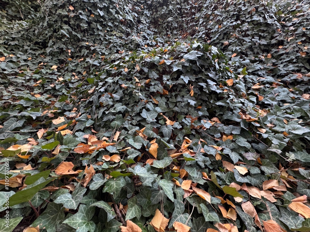 Deeply textured forest ivy autumn full frame background. Beautiful Hedera Helix leaves and autumn yellow leaves covering rocks in the forest. European ivy, or just ivy. Autumnal mood. Close-up. Deeply textured forest ivy autumn full frame background. Beautiful Hedera Helix leaves and autumn yellow leaves covering rocks in the forest. European ivy, or just ivy. Autumnal mood. Close-up.