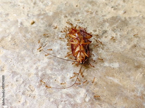 a dead cockroach surrounded by red ants