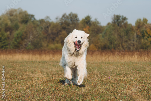 huge white Pyrenean Mountain Dog dashing in field outdoors in sunny day, tongue out, dogwalking concept photo