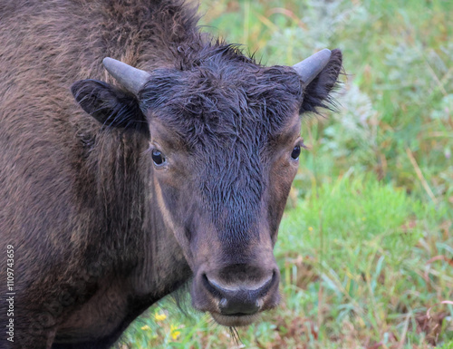 Young bison calf on Kansas prairie. Bison seen at Flint Hills, Kansas wildlife refuge. photo