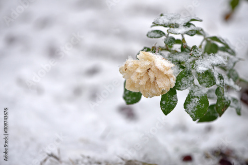 flowers late autumn. Rime. morning frost. white rose flower covered with frost. first frosts. cold season. low temperature. winter background. morning frosts, thorns on rose bushes, flowerbed photo