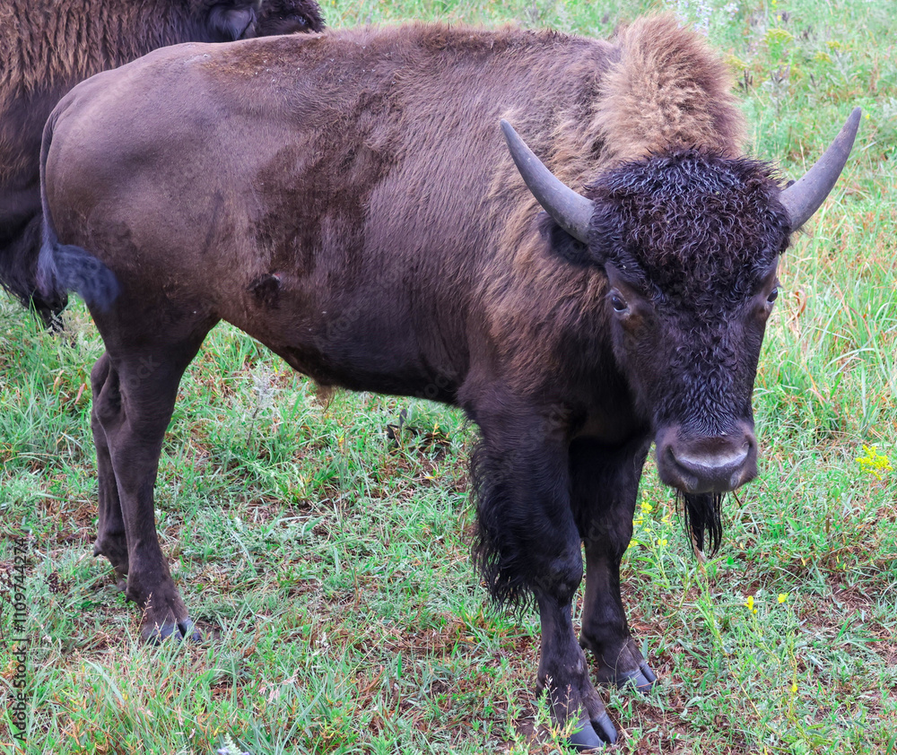 Bison living on Flint Hills prairie refuge in Kansas. Bison living on Flint Hills prairie refuge in Kansas.