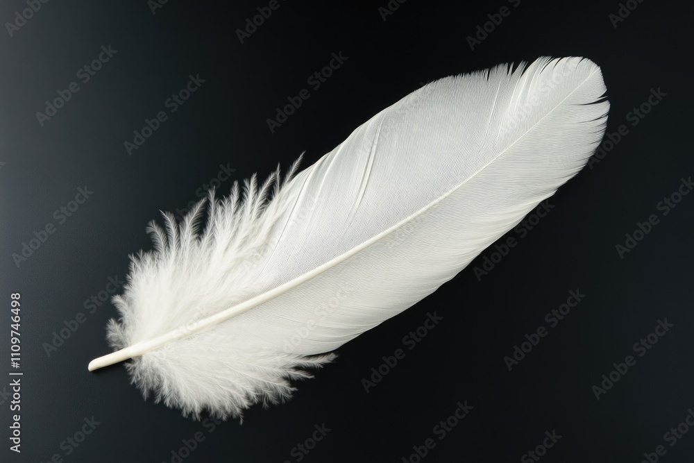 Lone White Feather Against Deep Black Backdrop: A Soft and Fluffy Wing Element Lone White Feather Against Deep Black Backdrop: A Soft and Fluffy Wing Element