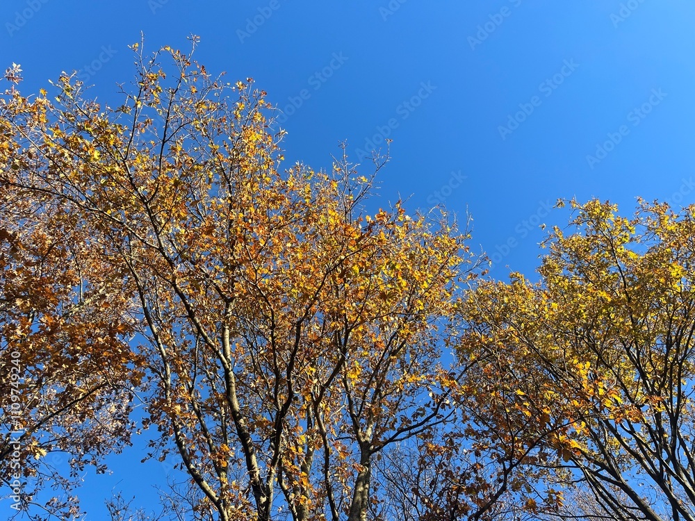Blue sky, autumn sun illuminates the trees and their leaves in the color orange Blue sky, autumn sun illuminates the trees and their leaves in the color orange