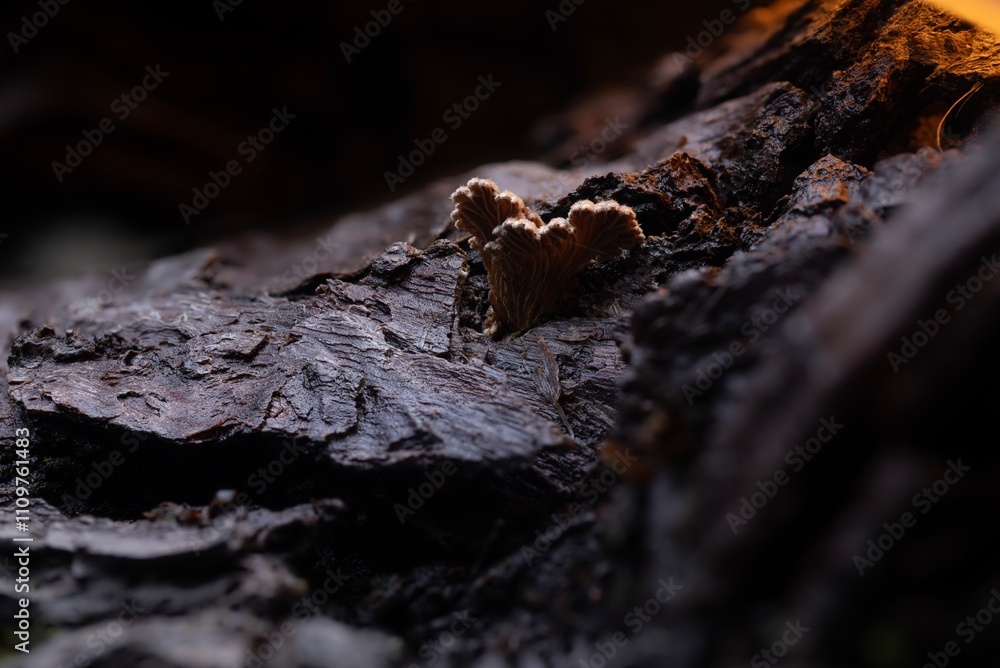 Mushrooms, one of nature's wonderful creatures. Nature background. Schizophyllum commune. Mushrooms, one of nature's wonderful creatures. Nature background. Schizophyllum commune.