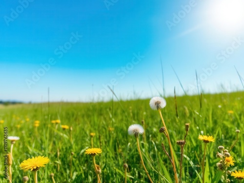 A vast field covered in dandelions under a clear blue sky, wildflowers, blue sky