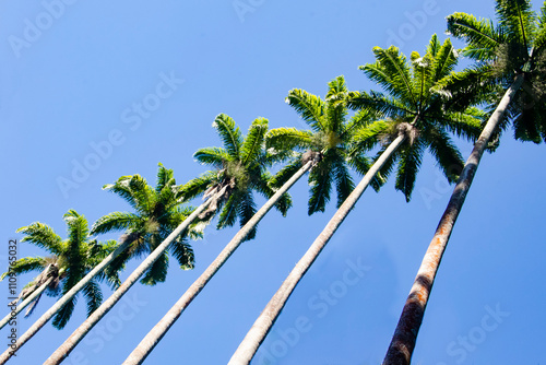 Low angle shot of palm trees under the blue sky of Petrópolis, RJ.