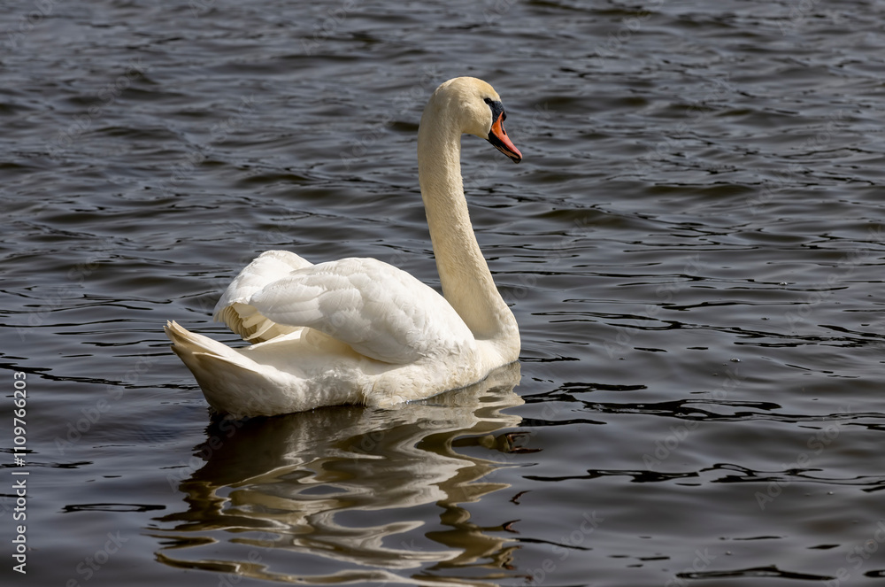 white swans who arrived in eastern Europe in the spring to raise offspring white swans who arrived in eastern Europe in the spring to raise offspring