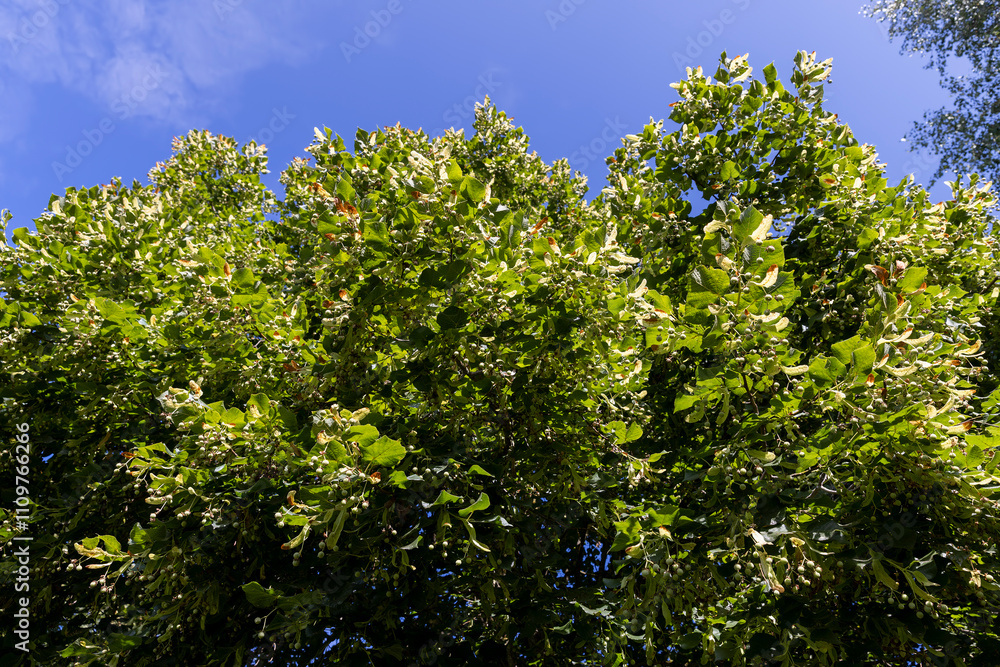 a linden tree with fruits in the autumn season a linden tree with fruits in the autumn season
