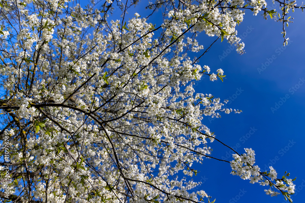 sunny weather in an orchard with cherries sunny weather in an orchard with cherries