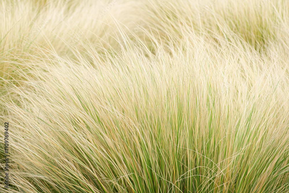 A close-up of the grass on the field A close-up of the grass on the field