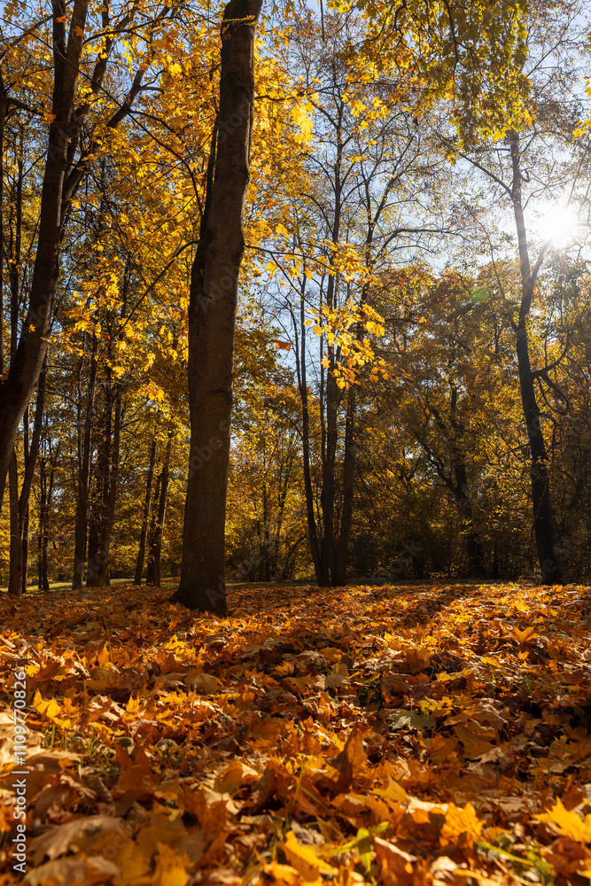 Fototapeta premium trees during the fall of yellowed foliage in the park