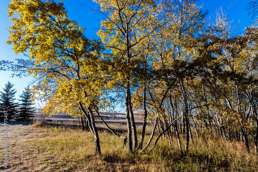 A tree with yellow leaves is in a field A tree with yellow leaves is in a field