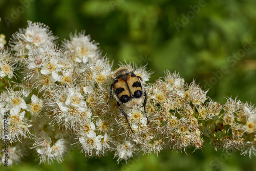 Willow-leaved spiraea (Latin Spiraea salicifolia). Close-up of a Trichius fasciatus beetle on a flowering inflorescence of willow-leaved spirea on a background of green foliage. photo