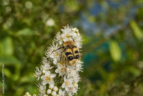 Willow-leaved spiraea (Latin Spiraea salicifolia). Close-up of a Trichius fasciatus beetle on a flowering inflorescence of willow-leaved spirea on a background of green foliage. photo